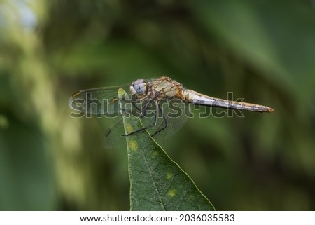 Dragonfly perched on a green leaf