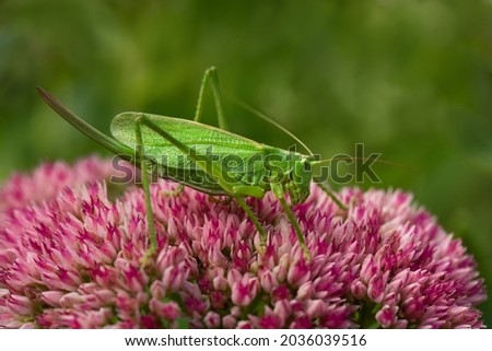 green grasshopper on a sedum flower