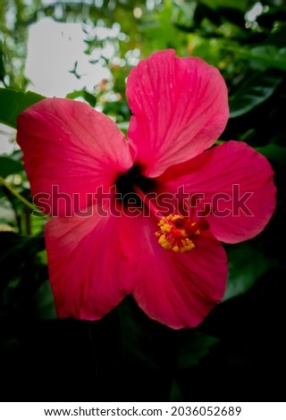 hibiscus pink flower (kembang sepatu) in the garden