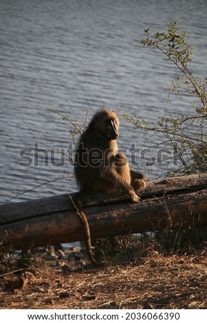 baboon sitting on a log near the chobe river 