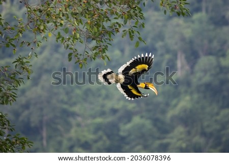 Beautiful Great Hornbill flying in forest nature and find lace as food
