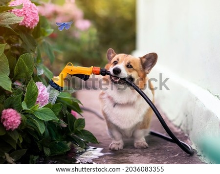portrait of a happy dog sitting in a summer garden with a hose in his teeth and watering hydrangea flowers