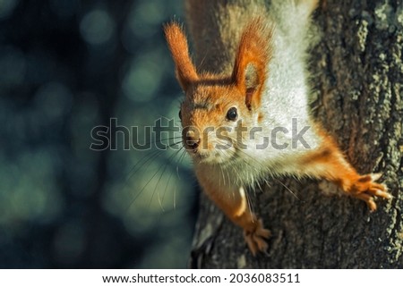 Squirrel close-up in the park sitting on a tree. Park in Kislovodsk. North Caucasus. Royalty-Free Stock Photo #2036083511