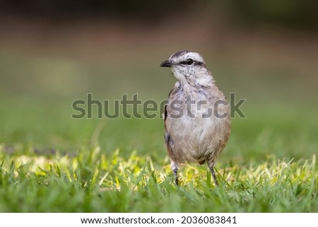 Close-up of a chalk-browed mockingbird standing on the grass, to the right of the image, looking to the left.