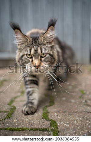 beautiful tabby maine coon cat with long ear tips walking looking at camera outdoors