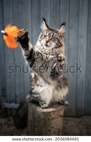 playful tabby maine coon cat on tree stump outdoors playing reaching for feather toy
