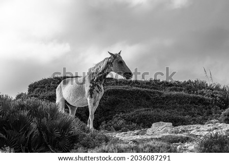 Stunning wild white mare with dramatic sky in the background, black and white edit