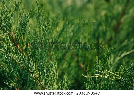 green branches of thuja background selective focus