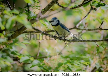 Image of a Blue Tit shot with a telephoto lens among the leaves of the trees in the woods.
