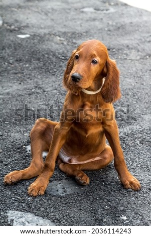 Irish Setter puppy, sitting on the pavement Royalty-Free Stock Photo #2036114243
