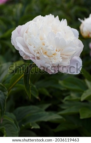 Flower double white blush peony Vogue, blooming paeonia lactiflora  in summer garden on natural blurred  green background,  closeup Royalty-Free Stock Photo #2036119463
