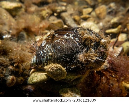 A close-up picture of a blue mussel, Mytilus edulis, in cold Northern European waters