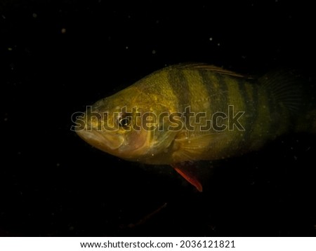 A close-up picture of a European perch, Perca fluviatilis, in cold Northern European waters. Black ocean background