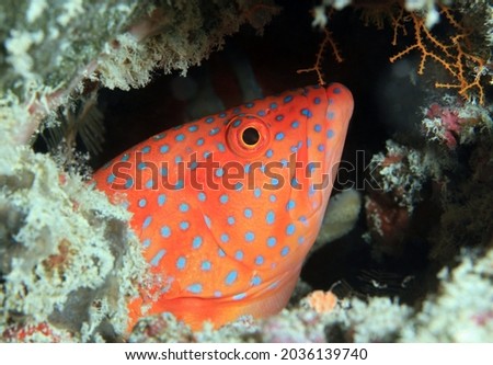 Coral Grouper (Cephalopholis miniata). South Ari Atoll, Maldives