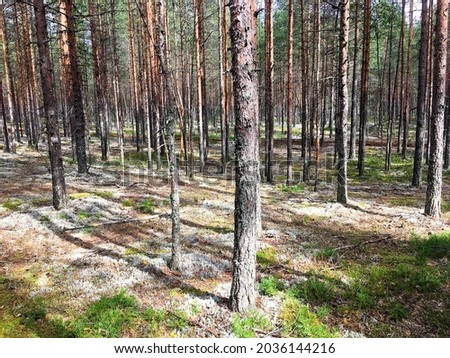 Pine forest with white moss