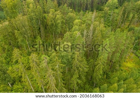 Directly above aerial drone full frame shot of pine forest in different amazing green colors with beautiful texture