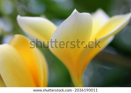 Close up photo of blooming yellow Frangipani flower in the garden
