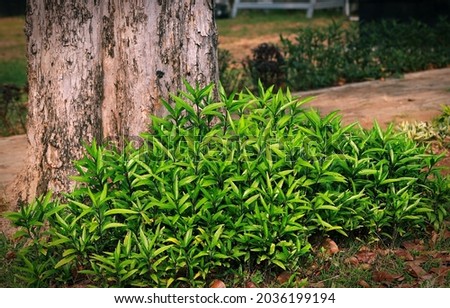 Willow leaved justicia, a beautiful evergreen ground cover plant for garden