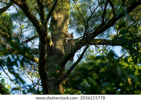 The Great horned owl hidden in the crowns of a tree.