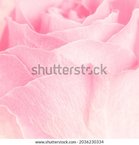 Pink rose petals macro photography background