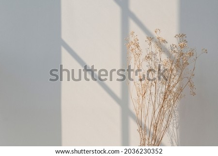 Dried gypsophila with window shadow on a beige wall Royalty-Free Stock Photo #2036230352