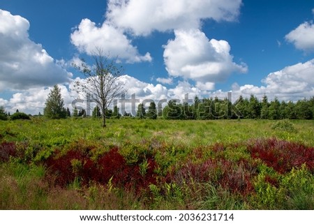landscape of the high fens in wallonia belgium. photography of an exceptional nature in springsummer under beautiful blue sky sprinkled with white clouds and revealing all the colors of the environme