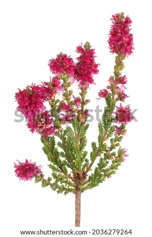 Studio Shot of Red Colored Calluna Flowers Isolated on White Background. Large Depth of Field (DOF). Macro. Close-up.