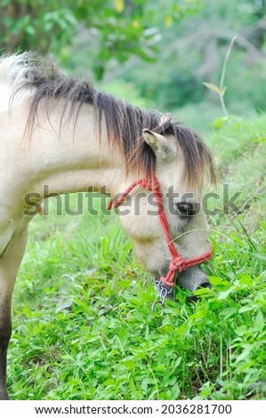 horse ,pony or brown horse is eating some grass in the field