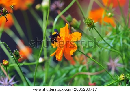  orange flowers in the grass