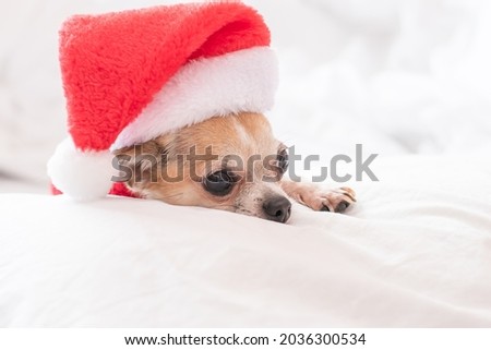 A small chihuahua dog relaxes on a white bed in a red outfit and a Santa Claus hat on New Years Eve. Dressed up puppy for Christmas is ready to make a present.