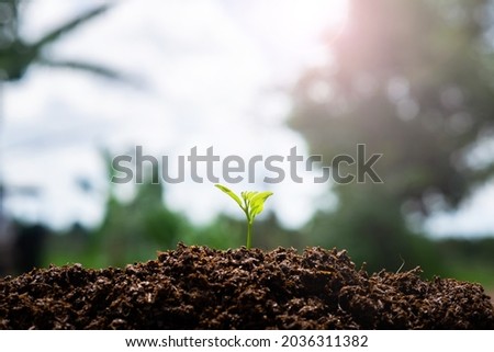 The seedling are growing in the soil with the backdrop of the sun or sunlight.