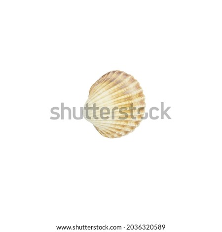 Sea shell isolated on white background. Shell, Seashell or Conch isolated on white Background as Decor or Souvenir.