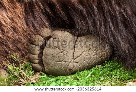 Big bears paw closeup. Large Ursus arctos sleeping on green grass in summer forest detail. Hairy Grizzly resting, leg close up in spring woodland