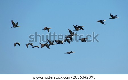 Flock of cormorants in flight. Large group of birds in flight. Blue sky in the background. Royalty-Free Stock Photo #2036342393