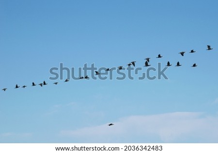 Flock of cormorants in flight. Large group of birds in flight. Blue sky in the background.