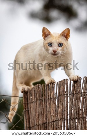 A cat looks at the camera walking along a fence