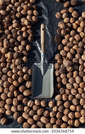 Harvest nuts. Ripe walnuts lie on a black background. On top is a metal spatula.
