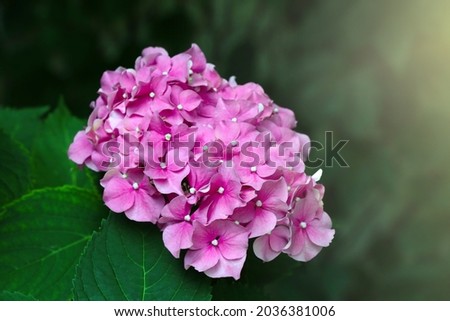 View of the beautiful flowering hydrangea in the park