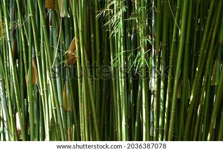 high resolution abstract background photo of green reeds growing wild