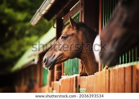 Portrait of a beautiful bay horse standing in a stall in the stable in the summer. Equestrian life. Livestock. Royalty-Free Stock Photo #2036393534