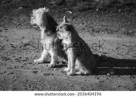 Portrait photo of two small dogs sitting on the street.