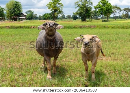 Water Buffalo Standing graze rice grass field meadow sun,  background, clear sky. Landscape scenery, beauty of nature animals concept late summer early autumn day.