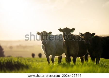 Beef cows, calves and bulls grazing on grass in Australia. eating hay and silage. breeds include specked park, murray grey, angus and brangus. Royalty-Free Stock Photo #2036427749