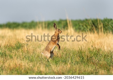 European hare on the spring meadow. European wildlife. Hare on the grassland. 