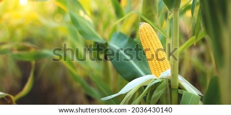 A selective focus picture of corn cob in organic corn field. Royalty-Free Stock Photo #2036430140