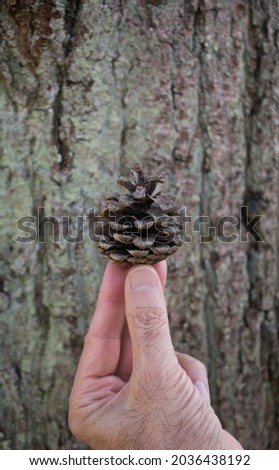 An image of a hand holding a pine cone against a blurred background of a tree trunk. Varying textures. Taken on a bright summer's day in London.