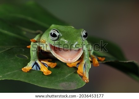 Flying frog closeup face on leaves, Javan tree frog closeup image, rhacophorus reinwartii on green leaves