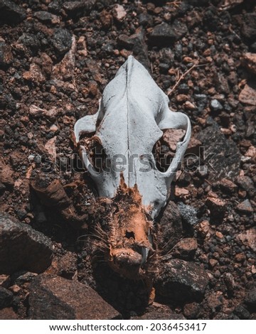 Picture Of a skull of an Animal left on the ground next to rocks