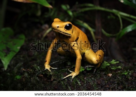 Phyllobates terribilis "golden poison frog" closeup on grass, Golden poison dart frog closeup Royalty-Free Stock Photo #2036454548