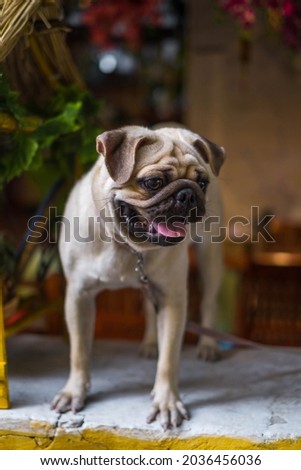 Cheerful and funny pug puppy stands on the table and looks around. Adorable pug dog. Lovely picture. high quality photo.